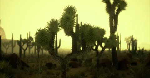 Desert landscape with unique cacti under a hazy yellow sky at sunset Stock Illustration