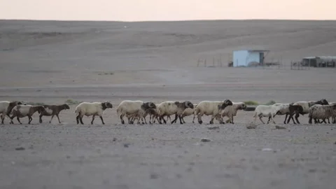 Desert, large herd of goats, sheep and rams. Saudi Arabia. Stock-Footage 246431312