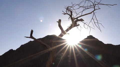 Desert, , leafless tree, sun rays 스톡 동영상 119319638