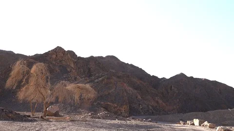 Desert, , leafless tree,mountains 스톡 동영상 119319944