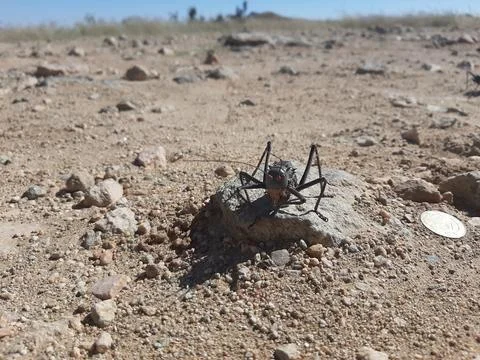 Desert Life Stock Photos