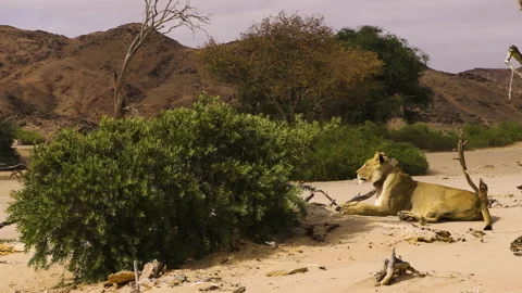 A desert lioness sits on a sandy patch in the Namib Desert, surrounded by Vídeos de archivo 310769989