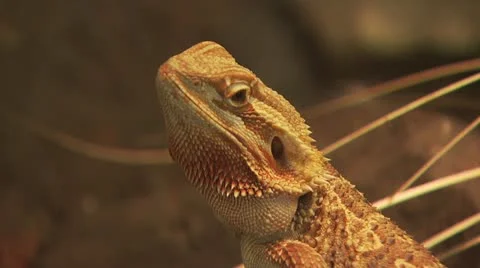 Desert Lizard 1 Stock-Footage 19066912
