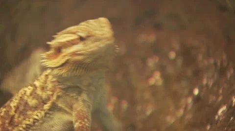 Desert Lizard 2 Stock-Footage 19067088