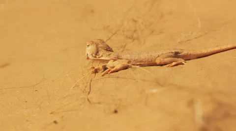 Desert lizard Stock Footage 4949267