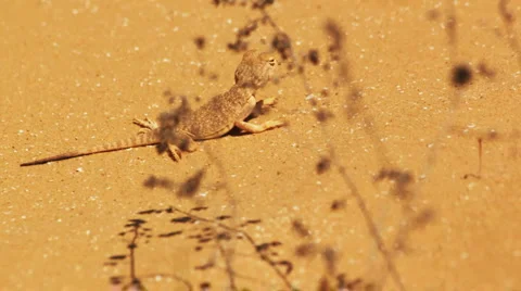 Desert lizard Stock Footage 4954651