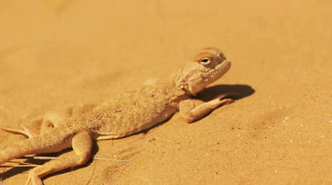 Desert lizard Stock Footage 4955603