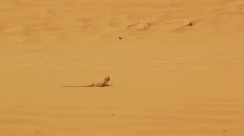 Desert lizard Stock Footage 4956301