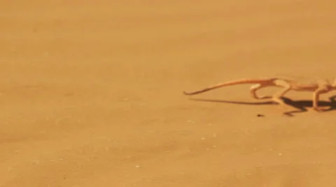 Desert lizard Stock Footage 4957068