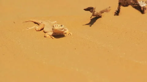 Desert lizard Stock Footage 4959685