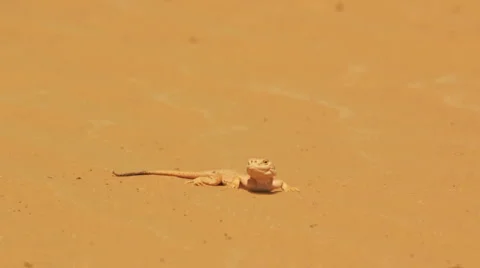 Desert lizard Stock Footage 4960341