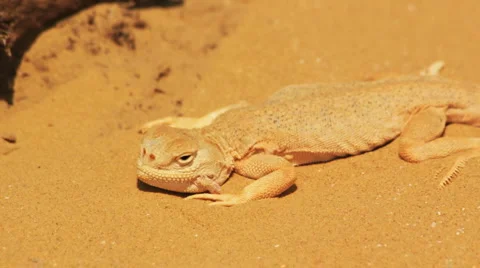 Desert lizard Stock Footage 4962583