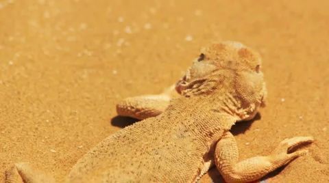 Desert lizard Stock Footage 4964548