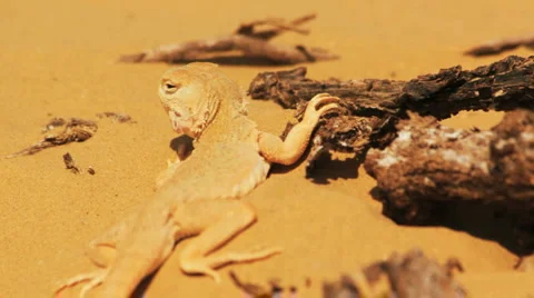 Desert lizard Stock Footage 4969829