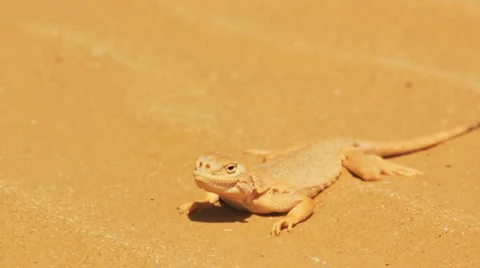 Desert lizard Stock Footage 4970463