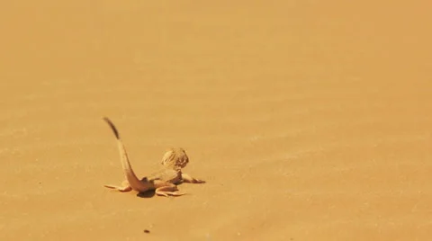 Desert lizard Vídeos de archivo 4971733