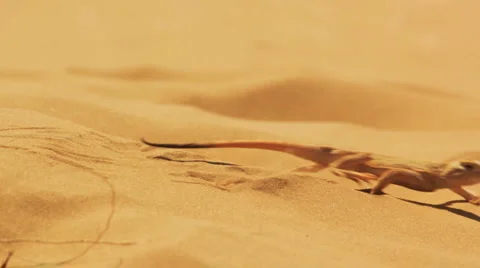 Desert lizard Vídeos de archivo 4972968