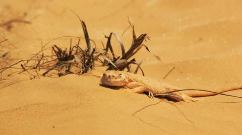 Desert lizard Video stock 4974728