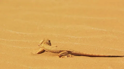 Sand Lizard Stock Footage Royalty Free Stock Videos Page 4