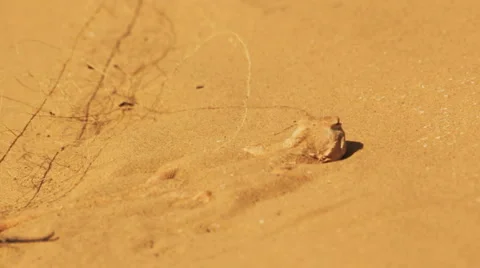 Desert lizard Stock Footage 4978086