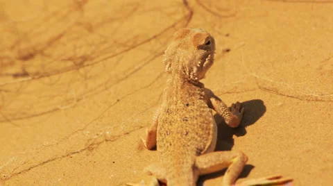 Desert lizard Stock Footage 4980026