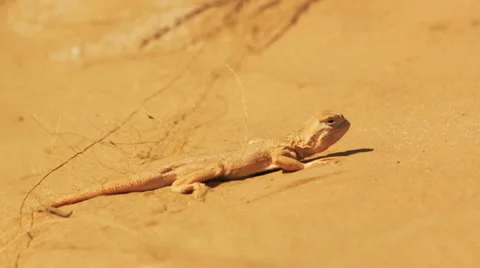 Desert lizard Stock Footage 4981265