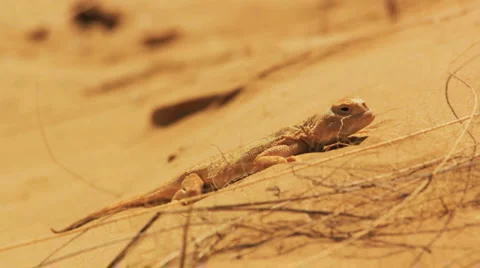 Desert lizard Vídeos de archivo 4982026