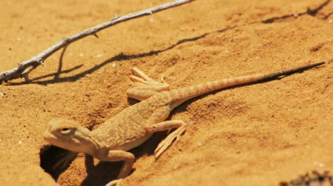 Desert lizard Stock Footage 4985129