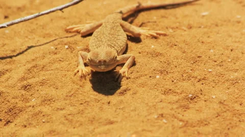Desert lizard Video stock 5000552