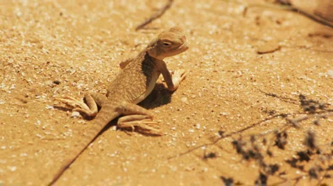 Desert lizard Stock Footage 5005593