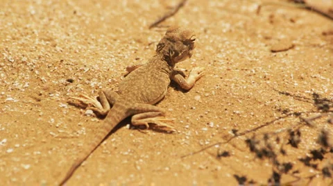 Desert lizard Stock Footage 5009379