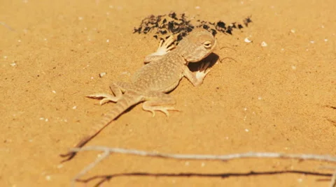 Desert lizard Stock Footage 5012193