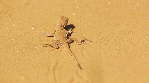 Desert lizard Stock Footage 5014074