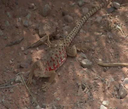Desert lizard Stock Footage 21632560