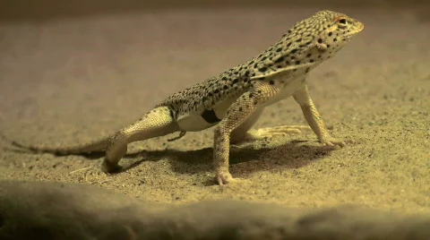Desert lizard - HD  Stock Footage 399146