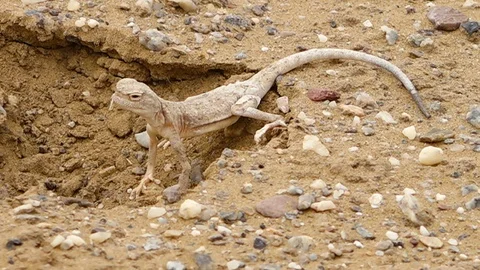 Sand Lizard Stock Footage Royalty Free Stock Videos Page 8