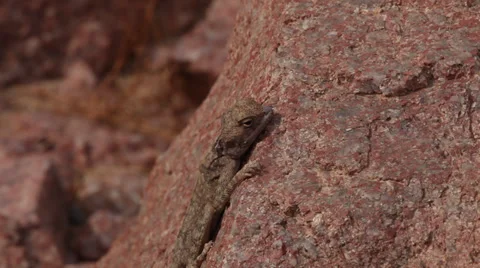 Desert lizard jumps away from a rock, Sinai Stock Footage 38905056
