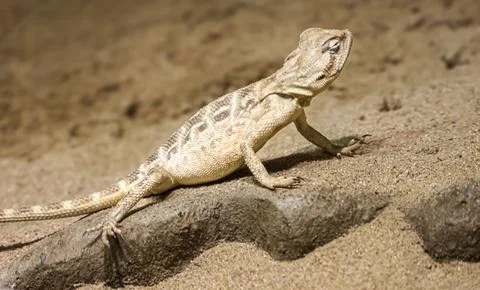 Desert lizard with patterned scales basking on a sandy rock in warm sunlight Stock Photos