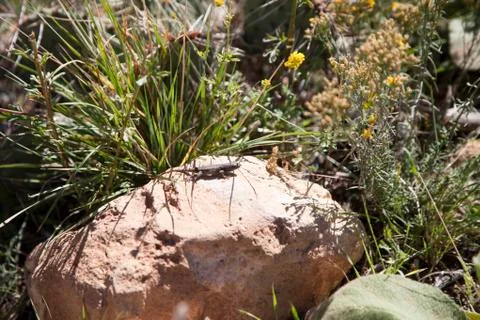 Desert Lizard Stock Photos
