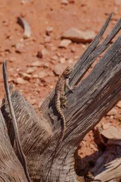 Desert lizard 스톡 사진