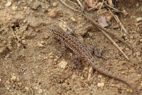 Desert Lizard Stock Photos