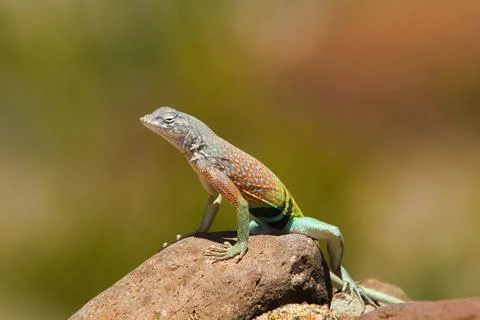 Desert Lizard Stock Photos