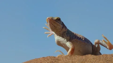 A desert lizard raising its legs and arms alternately Video stock 336654548
