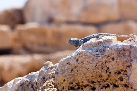 Desert lizard Side close up portrait on hot dry stones in archaeological site Stock Photos