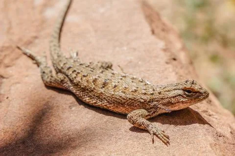 Desert lizard sitting in sun Stock Photos