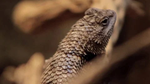 Desert Lizard in the Sun 2 Stock Footage 71357163