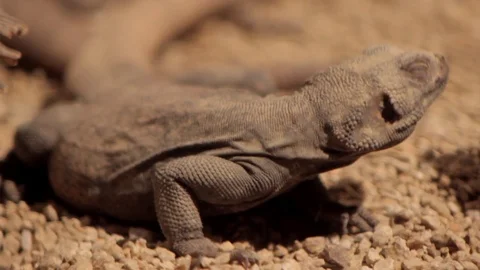 Desert Lizard in the Sun Stock Footage 71357839