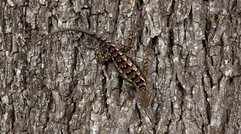 Desert lizard on tree no sound Stock Footage 53339997