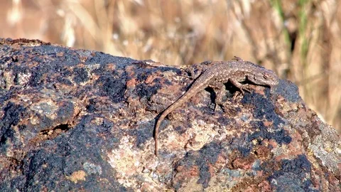 Desert lizard wildlife 2 Painted Hills Oregon 23 Stock Footage 81641633