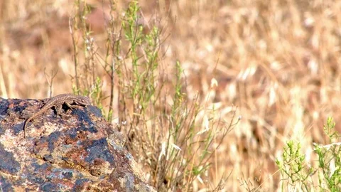 Desert lizard wildlife 3 Painted Hills Oregon 24 Stock Footage 82002764